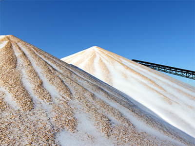 发展小麦贸易 生产放心面粉