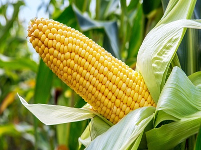 发展玉米贸易 填补区域性空白